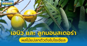 เอบิว ลูกมอนสเตอร่า, อะบิว, ลูกเอบิว, abiu, monstera fruit, ผลไม้แปลก