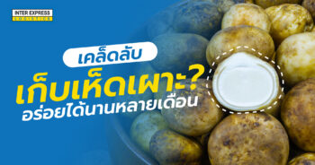 เห็ดเผาะ, เก็บเห็ดเผาะยังไง, Barometer Earthstars