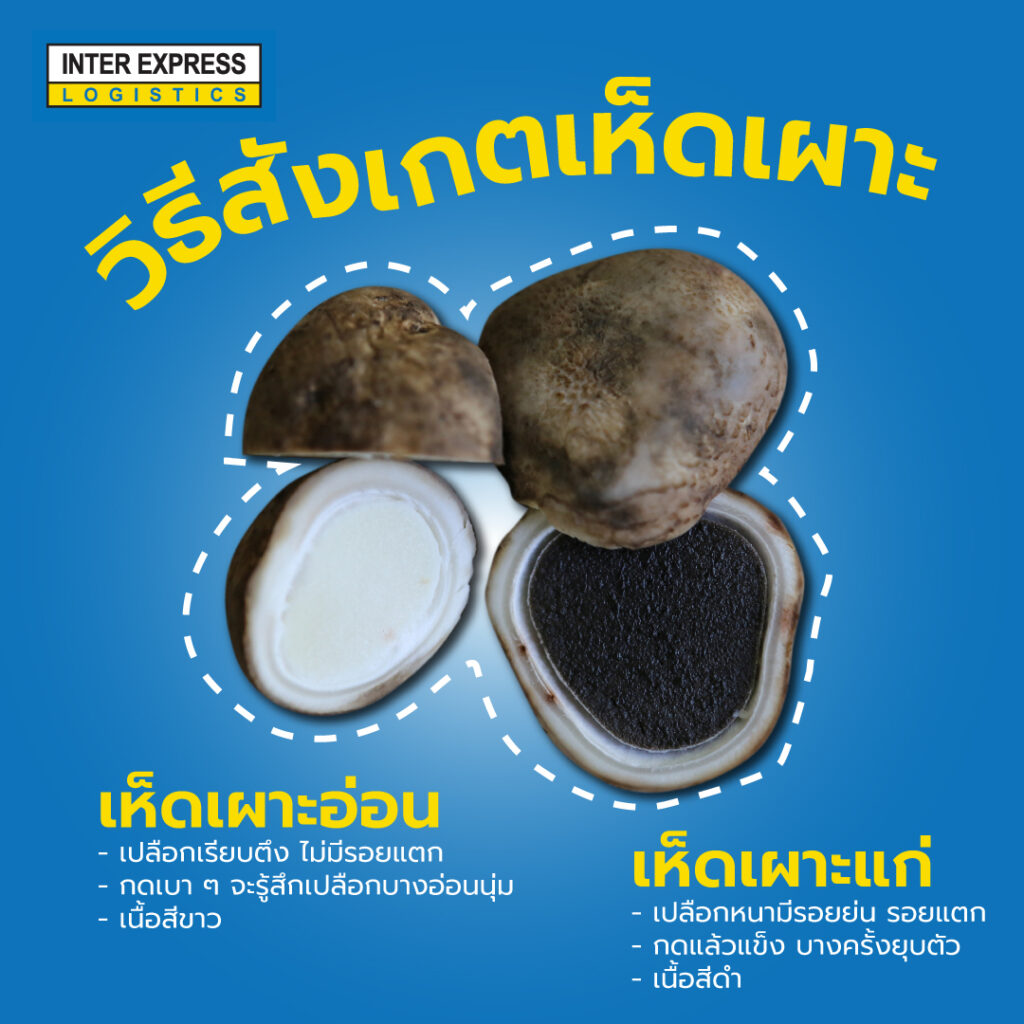 วิธีสังเกตเห็ดเผาะ