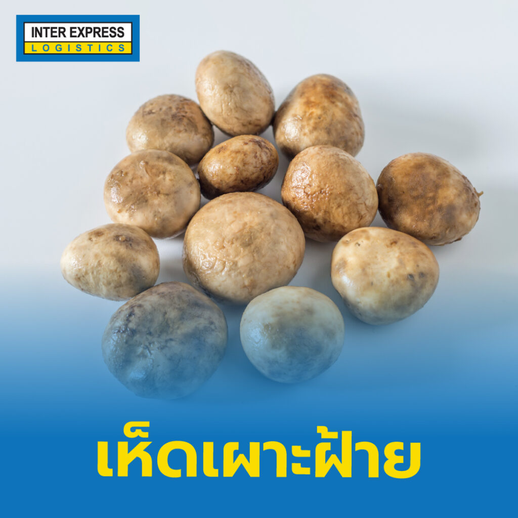 เห็ดเผาะฝ้าย