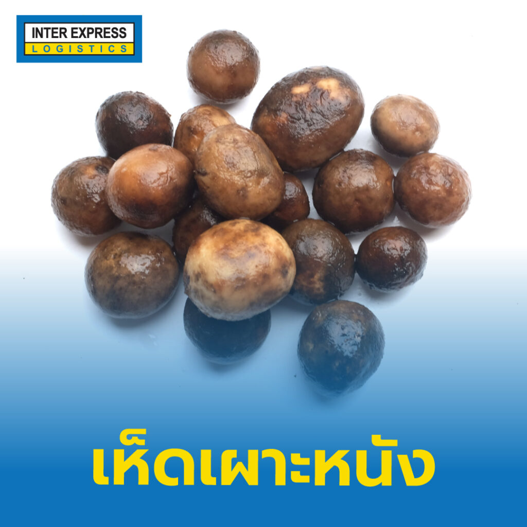 เห็ดเผาะหนัง